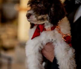 Brown-and-white puppy wearing red bow tie